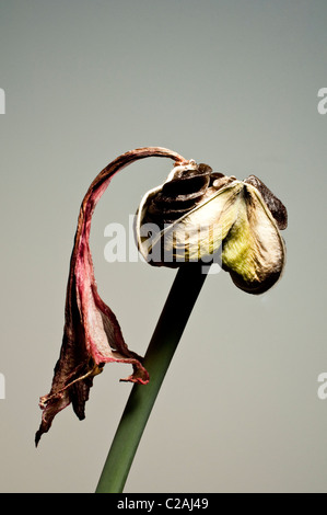 Eine Samenkapsel eine Amaryllis (Hippeastrum) und eine getrocknete Blume Blütenblatt am Ende die Spitze. Stockfoto