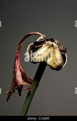 Eine Samenkapsel eine Amaryllis (Hippeastrum) und eine getrocknete Blume Blütenblatt am Ende das Scape. Stockfoto