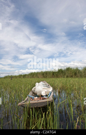 Inle-See, Myanmar, Boot mitten im Reisfeld Stockfoto