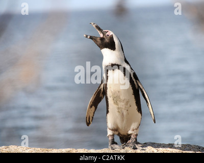 Shout Stockfoto