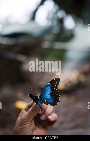 Morpho Schmetterling aus Amazonas-Regenwald Stockfoto