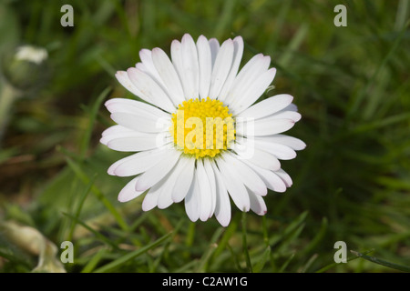 Ein Gänseblümchen auf einer lokalen Wiese Stockfoto