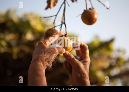 Person Kommissionierung Granatäpfel auf Baum Stockfoto