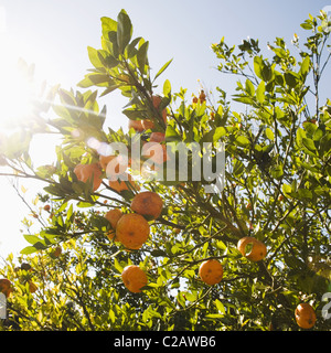 Reifer Orangen am Baum Stockfoto