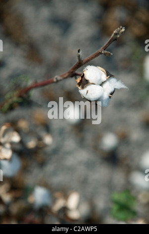 Cotton Boll bereit für die Kommissionierung Stockfoto