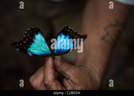 Morpho Schmetterling aus Amazonas-Regenwald Stockfoto