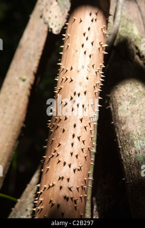 Rostige Rohr mit spikes Stockfoto