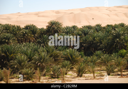 Oman, Al Minitrib, Blick auf Palmen mit Dünen im Hintergrund Stockfoto