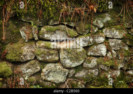 Trockenmauer auf Dartmoor, Devon, UK. Stockfoto