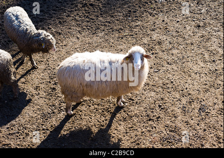 Schafe in einer farm Stockfoto