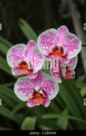 Orchideen, genommen in Südost-Asien Stockfoto