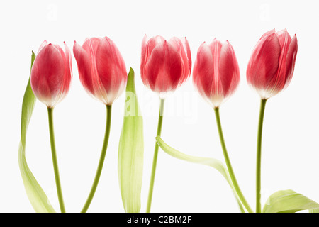 fünf rote Tulpen auf weißem Hintergrund Stockfoto