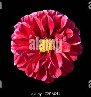 Schöne rote Dahlie Blüte mit gelben Zentrum auf schwarzem Hintergrund isoliert Stockfoto