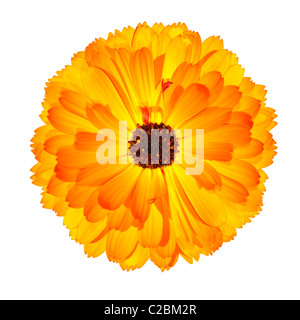 Eine blühende Orange Ringelblume-Blume - schöne Calendula Officinalis isoliert auf weißem Hintergrund. Ansicht von oben Stockfoto