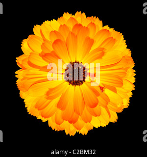Eine blühende Orange Ringelblume-Blume - schöne Calendula Officinalis isoliert auf schwarzen Hintergrund. Ansicht von oben Stockfoto