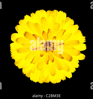 Einzelne Flowerhead blühende gelbe Gerbera Blume - schöne Gerbera Aurantiaca isoliert auf schwarzen Hintergrund. Ansicht von oben Stockfoto