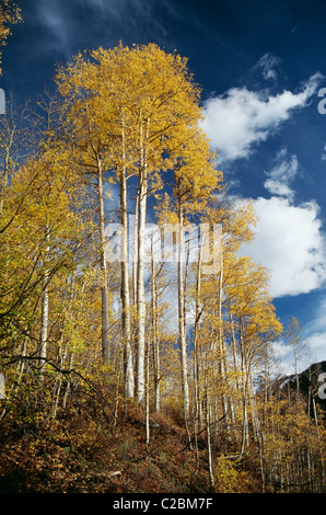 San Juan Mts Colorado USA Stockfoto