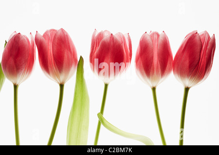 fünf rote Tulpen auf weißem Hintergrund Stockfoto