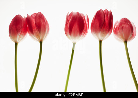 fünf rote Tulpen auf weißem Hintergrund Stockfoto