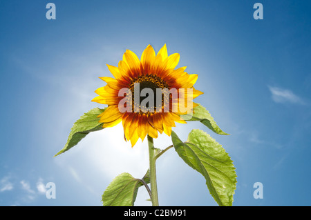 Schöne Sonnenblumen Blume gegen Sonnenschein und blauer Himmel mit Wolken Stockfoto
