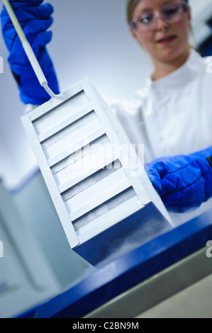 Junge Wissenschaftlerin tragen von Schutzbrillen, blaue Handschuhe und weiße Lab Mantel anhebende gefrorenen Zellkulturen von flüssigem Stickstoff Stockfoto