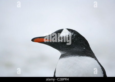 Kopf und Schultern der Single [Gentoo Penguin] [Pygoscelis Papua], [Petermann Island], [West Graham Land] [antarktischen Halbinsel] Stockfoto