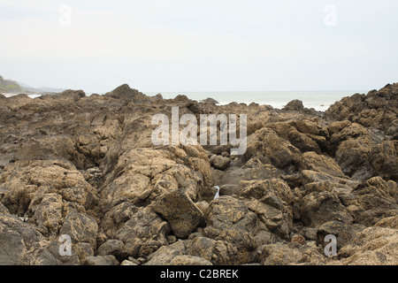 Koralle Felsen am Ufer. Stockfoto