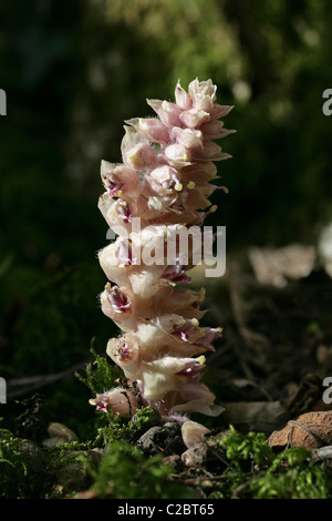 [Nahaufnahme] Bild des Toothwort [Lathraea Squamaria] eine europäische Pflanze parasitäre auf vor allem Hasel und Ulmen, fotografiert in England Stockfoto