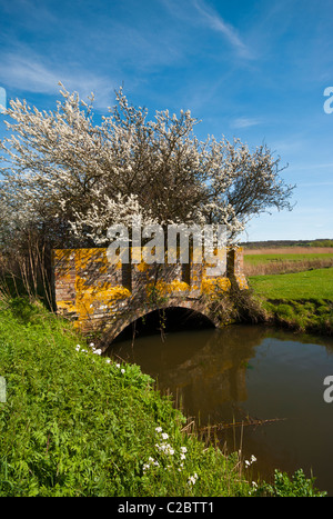 Gemauerte Brücke über einen Bach mit einem Baum In Blüte südlich von Tenterden Kent Stockfoto