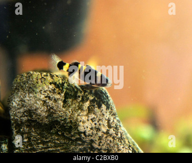 Hummel Goby, tropische Fische Stockfoto