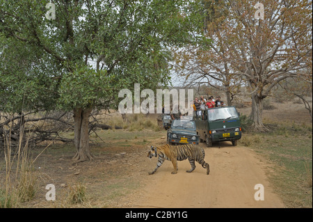 Fotografen und ein Tiger in Ranthambhore National Park in Nordindien Stockfoto