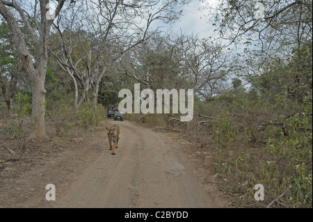 Touristen-Fahrzeuge nach einem Tiger auf den Spuren des Ranthambhore National Park in Nordindien Stockfoto