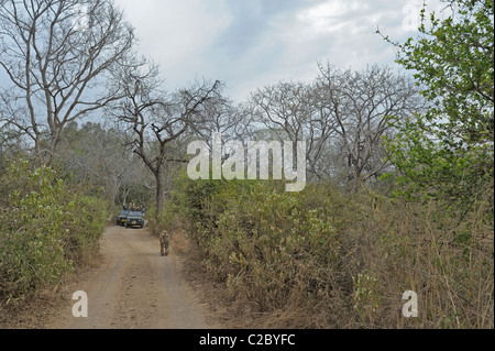 Touristen-Fahrzeuge nach einem Tiger auf den Spuren des Ranthambhore National Park in Nordindien Stockfoto