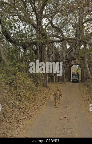 Wilde Tiger zu Fuß durch ein antikes Tor in Ranthambhore National Park, mit Touristenfahrzeuge nach. Stockfoto