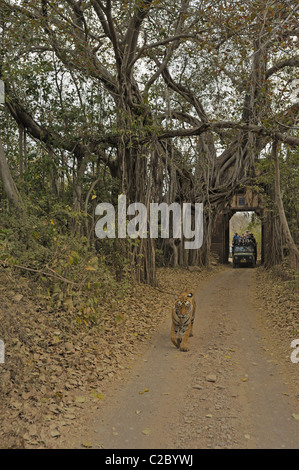 Wilde Tiger zu Fuß durch ein antikes Tor in Ranthambhore National Park, mit Touristenfahrzeuge nach. Stockfoto