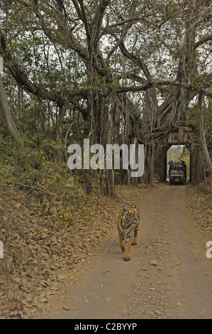 Wilde Tiger zu Fuß durch ein antikes Tor in Ranthambhore National Park, mit Touristenfahrzeuge nach. Stockfoto
