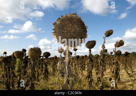 Verwelkte Sonnenblumen in einem Feld Stockfoto