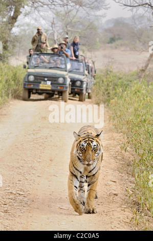 Touristen-Fahrzeuge nach einem Tiger auf den Spuren des Ranthambhore National Park in Nordindien Stockfoto