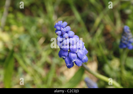 Grape Hyacinth auf Feld in Worksop, Notts, England Muscari armeniacum Stockfoto