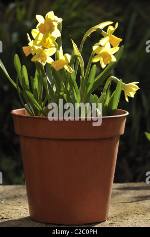 Frühling Mini gelbe Narzissen im Topf. Stockfoto