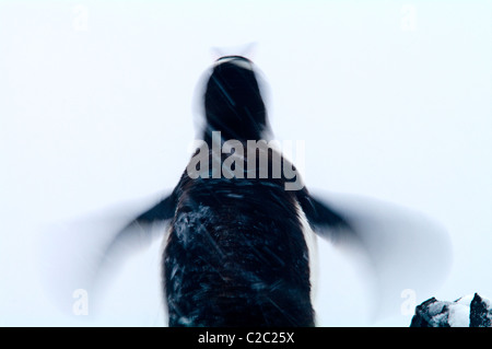 Ein Gentoo Penguin Klappen flossen in einem Schneesturm Schnee abzuschütteln. Stockfoto