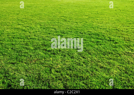 spring green grass meadow for design Stockfoto