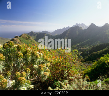 Masca-Teneriffa-Spanien Stockfoto