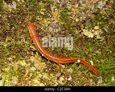 Südlichen zwei gesäumten Salamander (Eurycea Cirrigera) Stockfoto