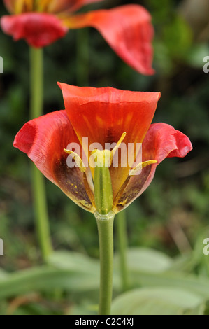 Rote Tulpe verwelken. Stockfoto