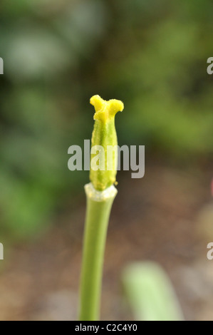 Tulpe Stigma. Stockfoto