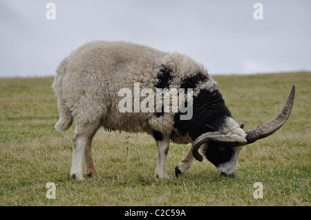 Bild ein Moor Schaf RAM Essen Rasen auf einem Yorkshire Moor Bauernhof Feld Stockfoto