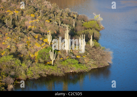 LUFTAUFNAHME. Der saguaro Kaktus ist die Quintessenz der Pflanze des amerikanischen Westens. Er kann Höhen bis zu 15 Metern erreichen. Apache Lake, Arizona, USA. Stockfoto