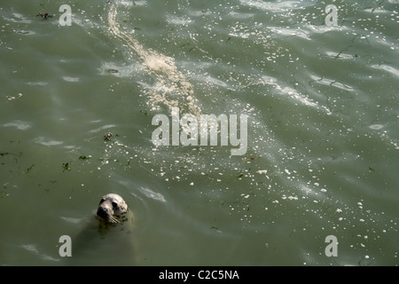 Dichtung im Hafen von St. Ives, Cornwall, England Stockfoto