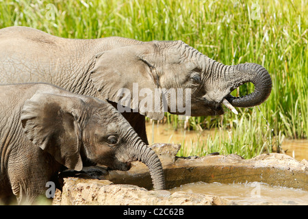 Zwei junge Elefanten trinken an einem Wasserloch in Aberdares, Kenia Stockfoto